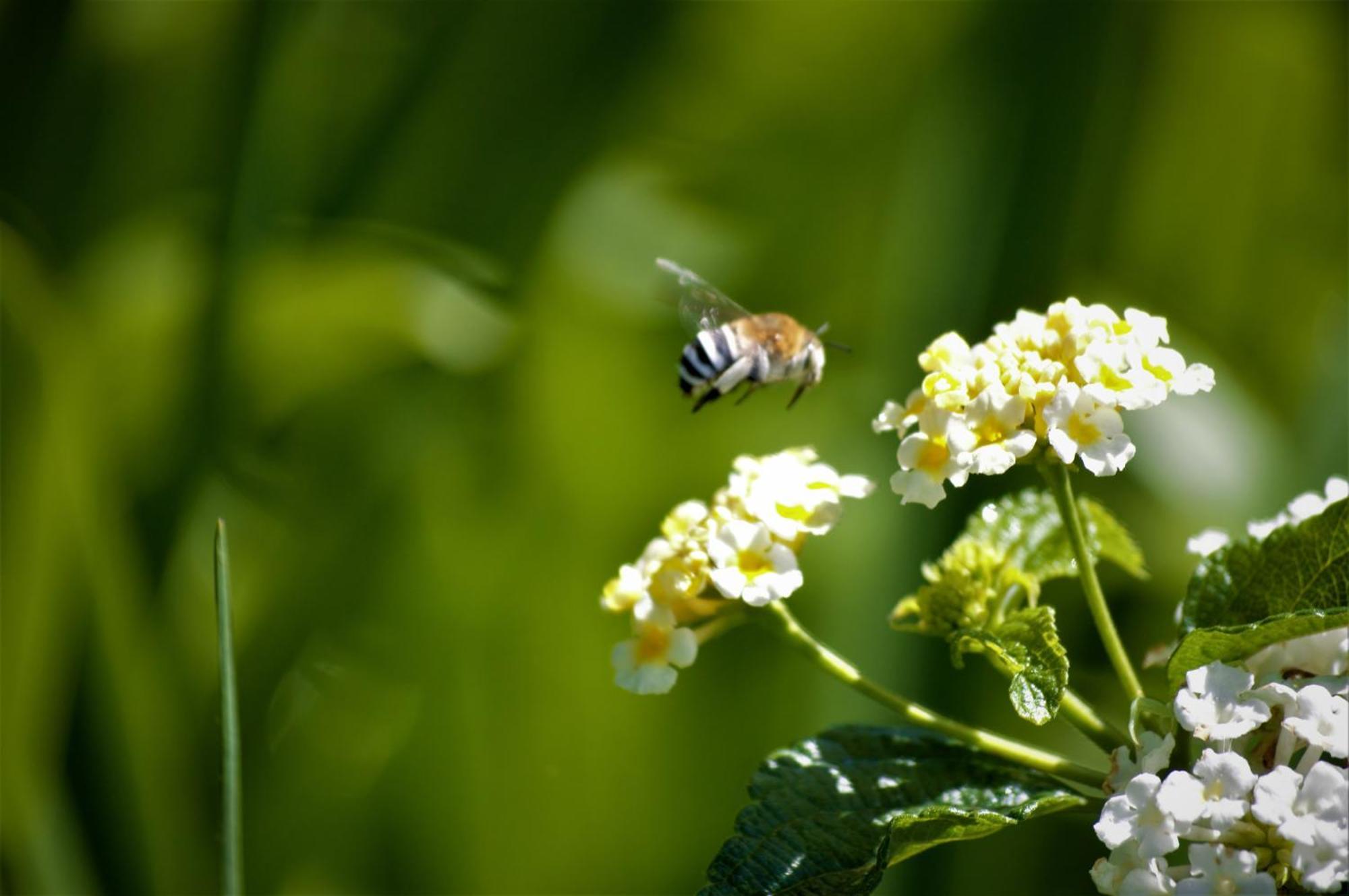 Finca La Majadera El Rosario  ภายนอก รูปภาพ